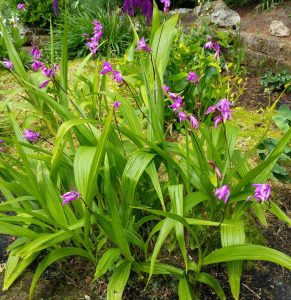 Bletilla - Winterharde tuinorchideeën