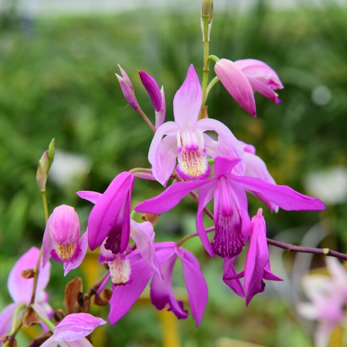 Garden Orchid_Bletilla (2)
