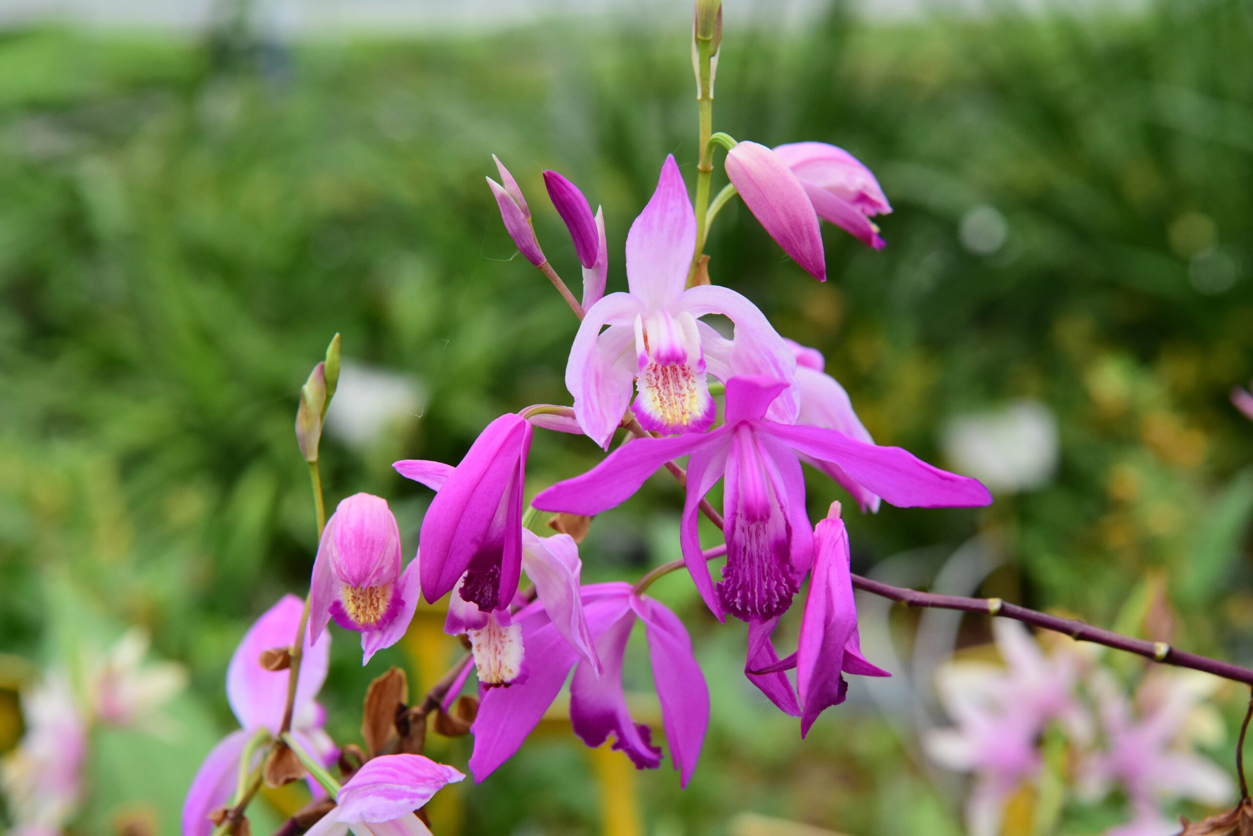 Garden Orchid_Bletilla (2)