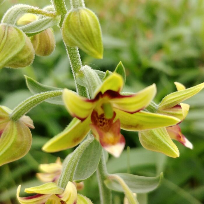 Garden Orchid_Epipactis (4)