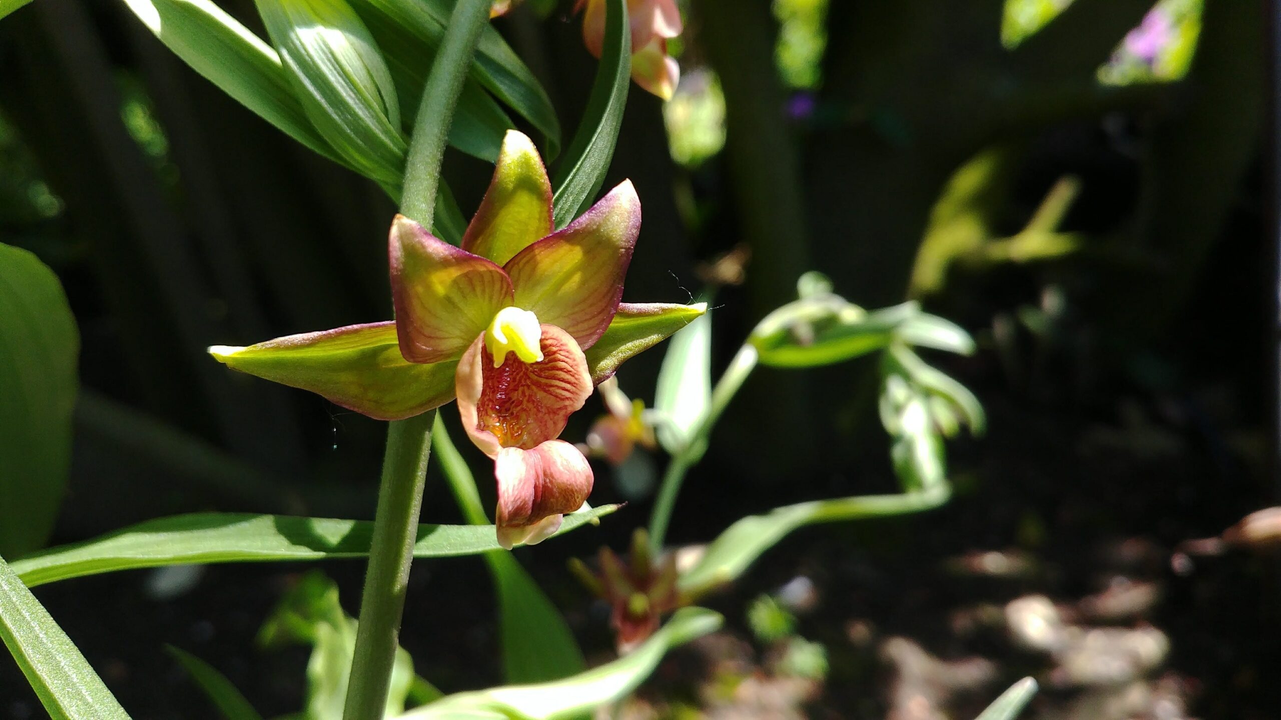 Garden Orchid_Epipactis (7)