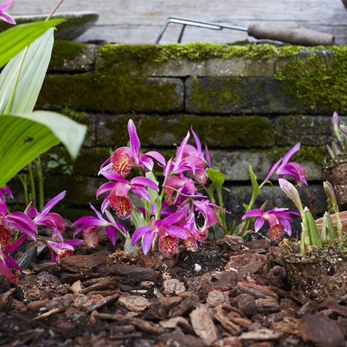 Garden Orchid_Pleione (2)